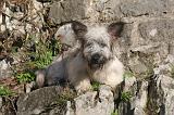 SKYE TERRIER 065
